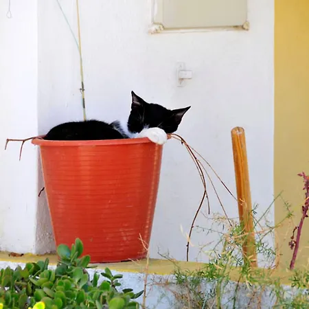 Villa Quaint Peaceful 3 Bedrooms Mycenaean Private Pool Large Garden North Portugal Barcelos