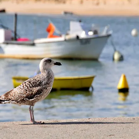 Quaint&peaceful 3 Bedrooms Mycenaean Private Pool&large Garden North Portugal Villa Barcelos