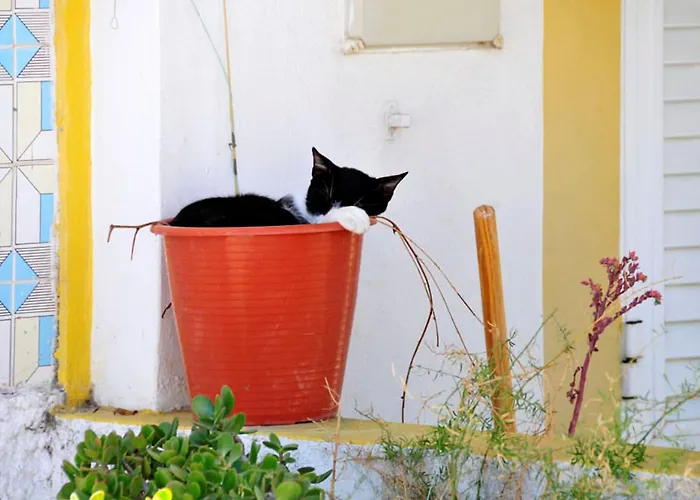 Quaint & Peaceful 3 Bedrooms Mycenaean Private Pool 巴塞卢什